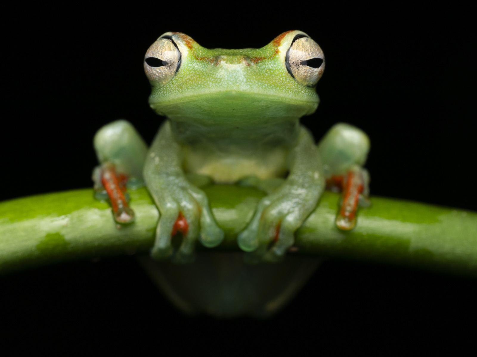 Frog Sloth Costa Rica Wildlife Photography Tour — Quetzals, Sloths & Hummingbirds ...