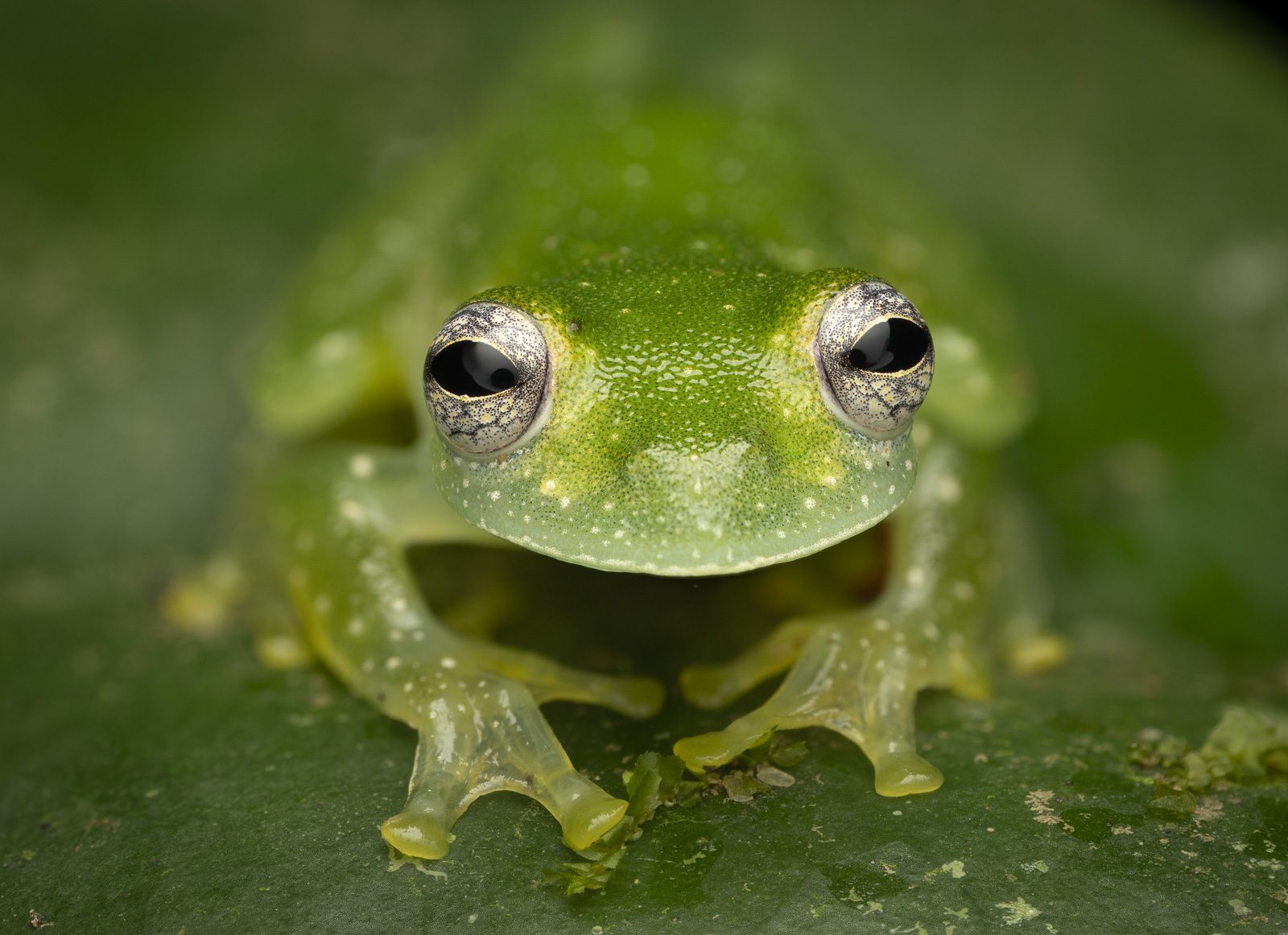 Frog Sloth Costa Rica Wildlife Photography Tour — Quetzals, Sloths & Hummingbirds ...
