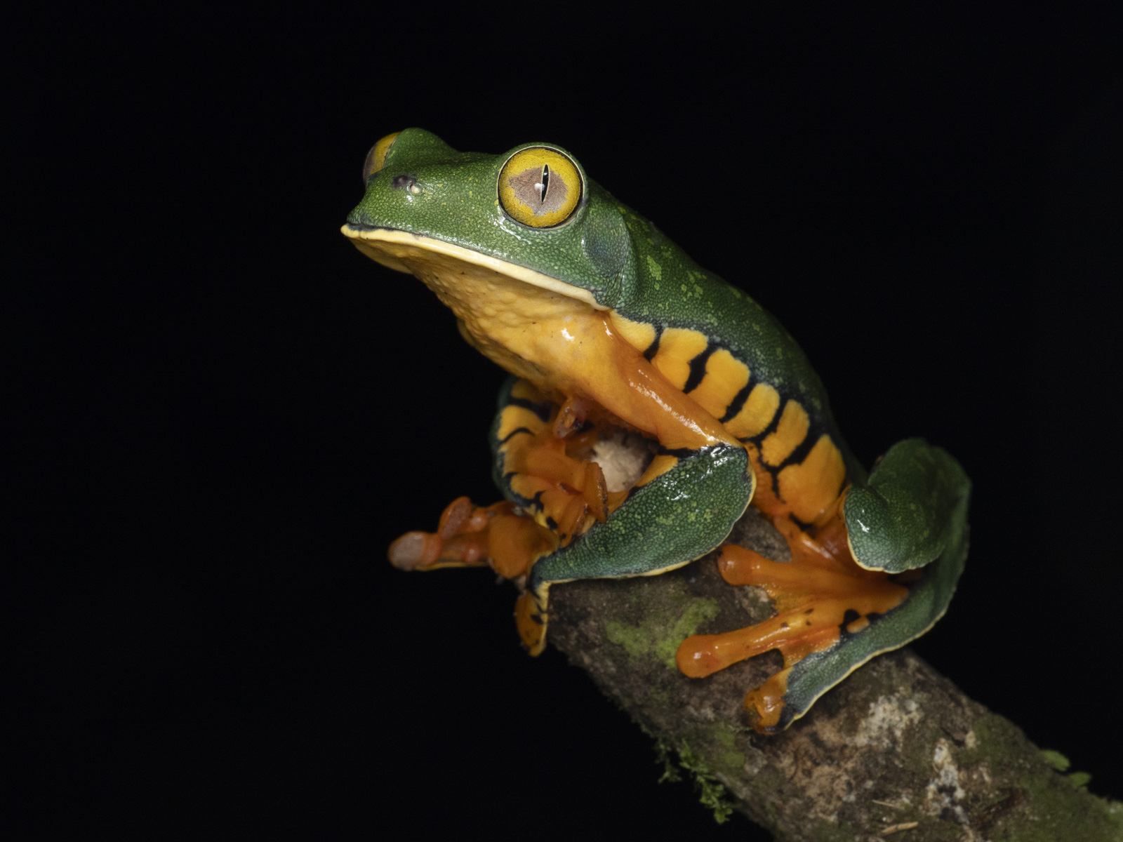 Frog Sloth Costa Rica Wildlife Photography Tour — Quetzals, Sloths & Hummingbirds ...